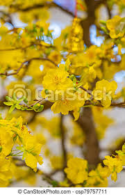 As lunar new year approaches, farmers at the sa dec flower village, the largest flower supplier in southern vietnam, gears up for tet, the country's biggest national holiday. Branch Of Apricot Blossom Flowers In Vietnamese Lunar New Year Branch Of Yellow Apricot Blossom Tree Symbol Of Vietnamese Canstock