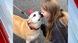 Apply to animal caretaker, animator, dog animal shelter; 12 Year Old Dog Adopted After 6 Years In Shelter