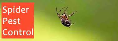 Bed bugs feed on human blood, resulting in itchy bites. Pest Control Hoppers Crossing Bye Bye To Bed Bugs 0488 851 646