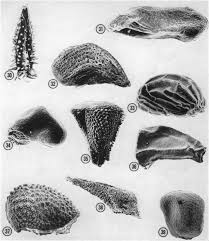 Image result for Antherotoma tenuis