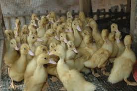 Sesuai namanya, sebuah cerpen haruslah pendek dan singkat dan dapat dibaca. Cara Mudah Membedakan Jenis Kelamin Pada Dod Bebek Atau Itik Website Hewan