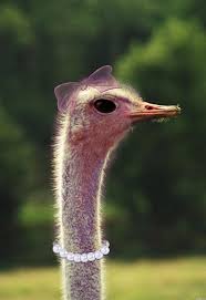 Ostrich Contest Pictures Made With Photoshop Image Page 1 Pxleyes Com