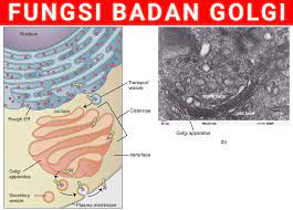 Tes protein plasma adalah tes darah yang mendeteksi jumlah protein dalam darah. Penjelasan Lengkap Fungsi Badan Golgi Dan Strukturnya