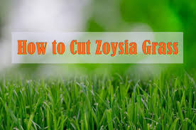 Zoysia grass is a popular grass type grown in lawns throughout the transition zone of the united states (from northern georgia to southern illinois). How To Cut Zoysia Grass Maintenance Mowing Tips