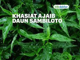 Seduh 1 gram bubuk bahan dengan air panas. Inilah 7 Manfaat Daun Sambiloto Untuk Kesehatan