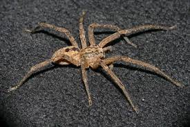 Zoropsis spinimana spiders have been sighted 48 times by contributing members. Abb 10 Zoropsis Spinimana Nosferatu Spinne Mannchen Aus Download Scientific Diagram