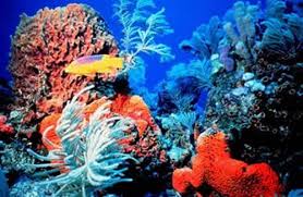 Coral Reef Unit Stacy Sews And Schools A Great List Of Books To Read Movies To Watch And Things To Do Coral Reef Coral Bleaching Great Barrier Reef
