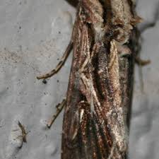 Image result for Dolichos sericeus