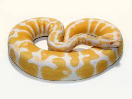 Shipping your albino ball python we charge a flat $44.99 for overnight delivery to your doorstep, regardless of the number of reptiles, amphibians, or inverts you buy. Albino Morph List World Of Ball Pythons