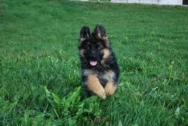 German shepherd puppies for sale in florida are on the rise due to their popularity in the united states. German Shepherd Puppies For Sale In Florida Born Raised In Florida