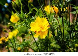 Sulfur Marigolds Blooming Garden Stock Photo 2241554815