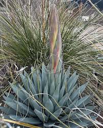 Image result for Agavaceae