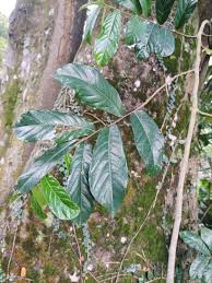 Image result for Antiaris toxicaria