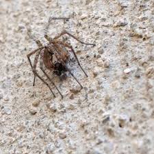 We are your hometown pest control company that always puts the needs of our customers first. Smart Pest Control Pest Control Cedar City Ut Phone Number