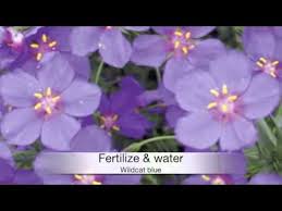 Image result for Anagallis gracilipes