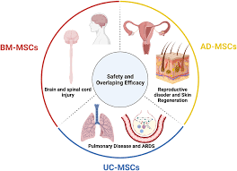 Diagram on mesenchymal stem cell sources (bone marrow, adipose, umbilical cord) and overlapping clinical applications