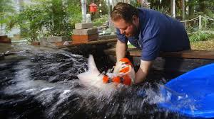 Their existence depends on you and on how you. 60 000 Japanese Koi Fish Youtube
