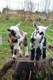 Kid Goats My First Pet As A Child Was A Kid Goat Called Waggy Doc Mcscruffy Pinterest Baby Goats Cute An Baby Goat Pictures Cute Animals Goat Picture