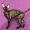 Cornish Rex Kittens for Sale - Adoptapet