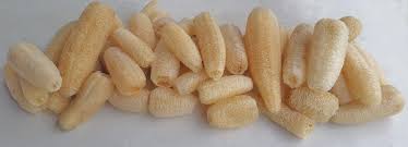 Image result for Luffa