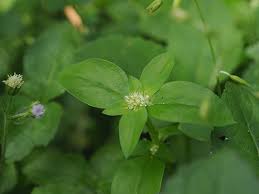 Image result for Spermacoce mauritiana