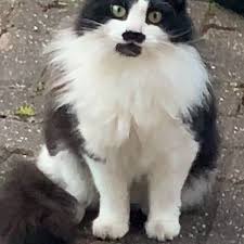Black and white cats are incredibly popular throughout the uk, but are there any specific breeds that come in this wonderful hue? Lost Cat Semi Long Hair From Cotton End Mk45 Bedfordshire