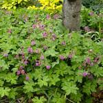 Image result for Geranium vagans