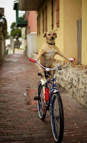 Pin By Stoneartusa Com On Perros Y Animales Dog Riding Bike Dogs Funny Animals