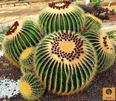 Certains aloès, connus pour leurs propriétés médicinales, poussent aussi très bien sous nos latitudes. Echinocactus Grusonii Coussin De Belle Mere Vente De Cactus Et Plantes Grasses A Aubagne Cactus Story