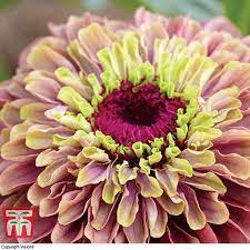Zinnia 'queen lime blush'zinnia elegans this incredible new addition to the queen series is one of the most unusual and beautiful zinnias on the market. Zinnia Elegans Queeny Lime Red Thompson Morgan