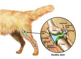 Dog leg anatomy is complex, especially dog knees, which are found on the hind legs. Dog Anatomy Mobility Health