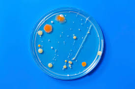 The listeria bacterium is able to enter and survive within immune cells such as macrophages. Incidence Of Listeria Continues To Decline 2018 03 07 Food Business News