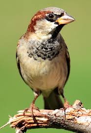 Check spelling or type a new query. Sparrow Bird Britannica