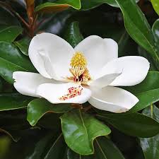 Image result for Magnolia