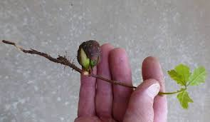 Image result for oak sapling