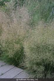 Image result for Deschampsia
