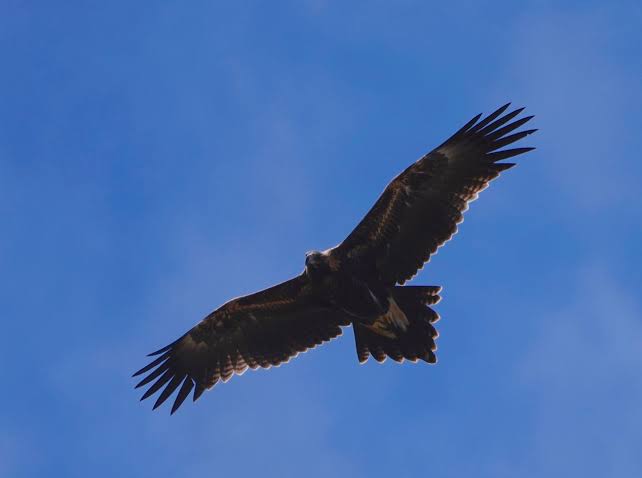 Giant eagle discovered in Flinders Ranges – News