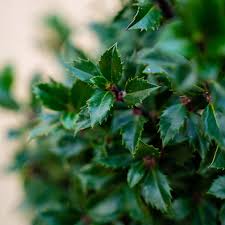 Castle Keep Ilex | Wholesale Liners | - Spring Meadow Nursery