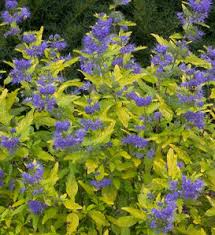 Image result for Cyanotis caespitosa