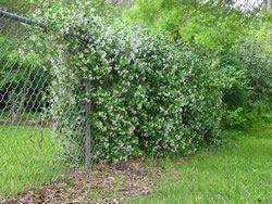 I do get asked what my plants are (a couple of photos are below). Pin By Tami Deshiell On Fencing Fence Plants Evergreen Plants Garden Fencing
