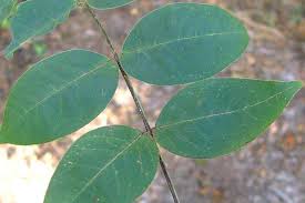 Image result for Senna occidentalis