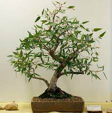 Check spelling or type a new query. Eucalyptus Camaldulensis Bonsai Bonsai Tree Bonsai Bonsai Plants
