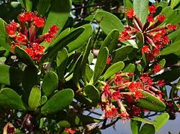 Image result for Lumnitzera racemosa