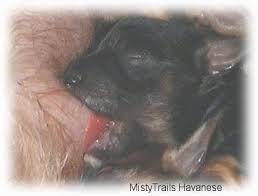 Maybe you would like to learn more about one of these? Whelping And Raising Puppies Breeding Dogs Puppies From Birth To 3 Weeks