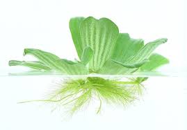 Image result for Pistia