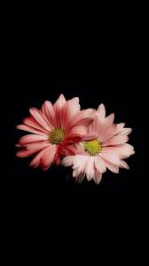 Black Theme Wallpapers Iphone Android Beautiful Flowers Wallpapers Purple Flowers Wallpaper Flower Phone Wallpaper