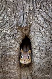 Peekaboo Chipmunk Emerging From Nest Hole In A Tree Animals Beautiful Cute Animals Super Cute Animals