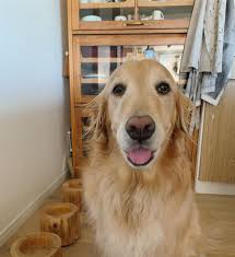 石田ゆり子 台風19号の爪痕が ひっきりなしに放送されています まだまだ被害は拡大している 模様です どうかみなさん油断なさらず 気を引き締めて 助け合って 乗り越えて yurikoishida 石田ゆり子 ishidayuriko yurik 石田ゆり子 爪痕 犬 アクセサリー