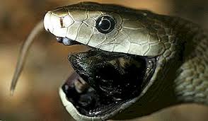 Sur ces 3500, environ un quart sont venimeux, or le venin n'est pas toujours l'arme principale d'un serpent. Les Animaux Les Plus Dangereux D Afrique 2021