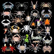 Image result for Crabbea coerulea